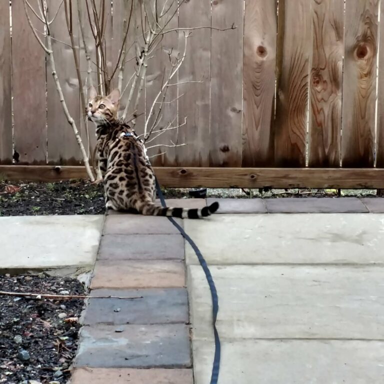 Exploring the great outdoors, until the garage truck came.