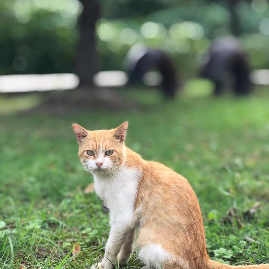 Favorit cat from