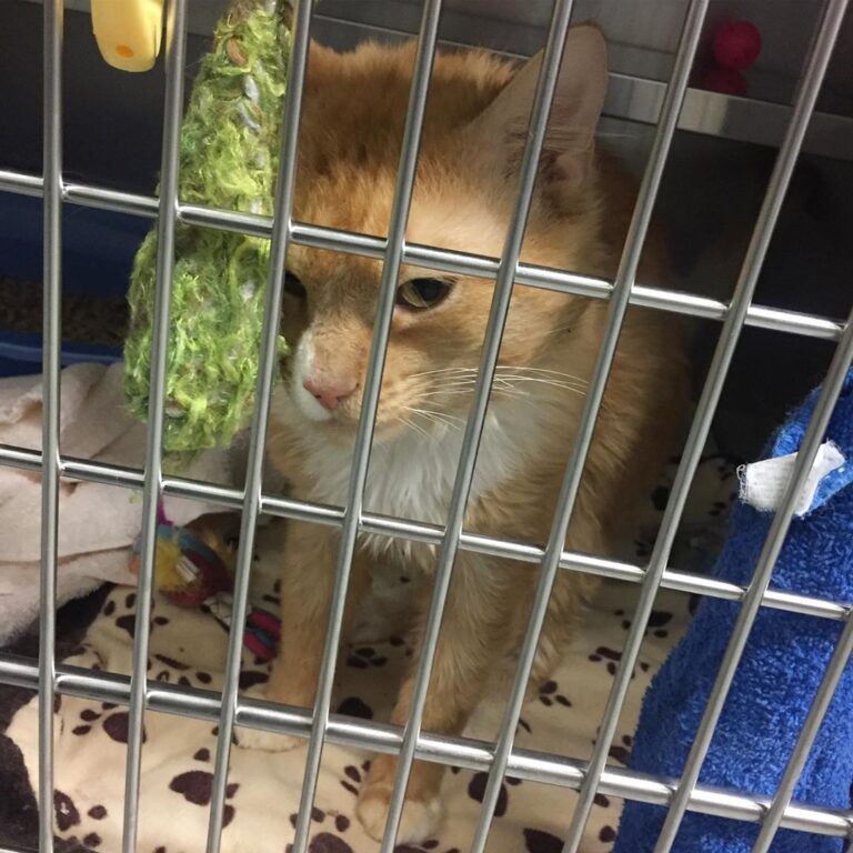 First picture is me at the animal shelter, hoping to be placed in a