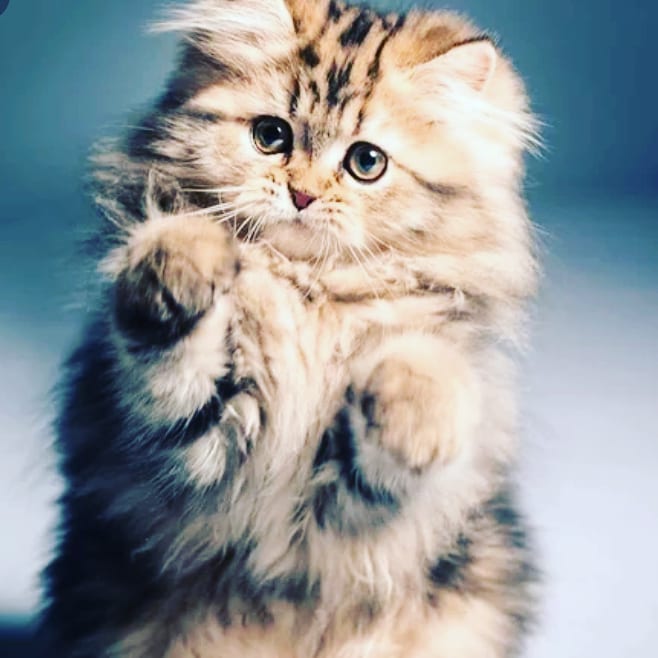 Follow me plz plz #кот #котапёс #котэ #котейка #котик #кошечка #кошка