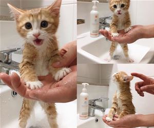 FunnyCatSite