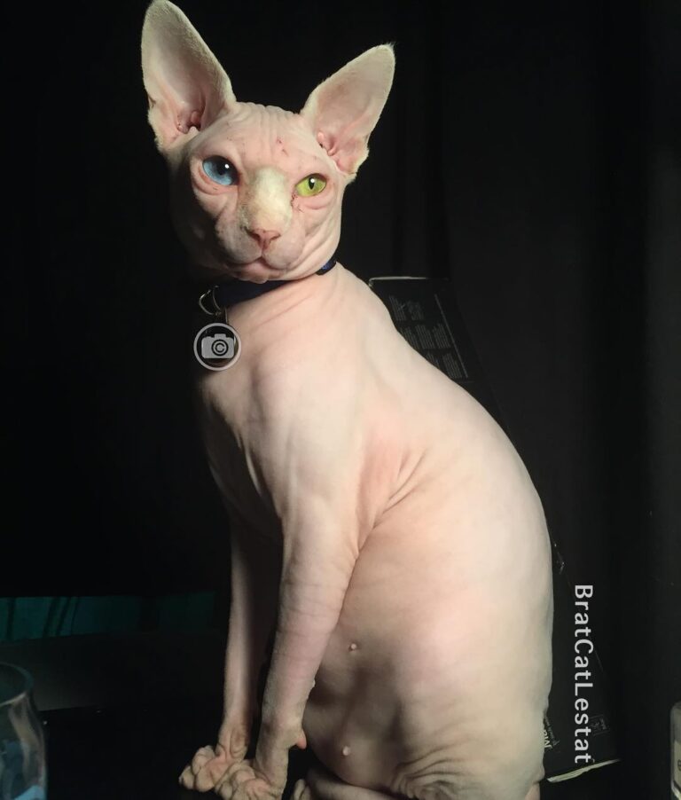 Happy Caturday! What are you up mew?
