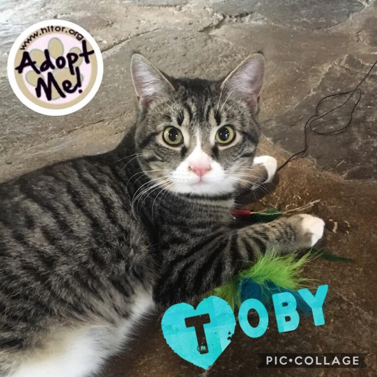 Have you ever seen a cuter face??This is little Toby and he has the