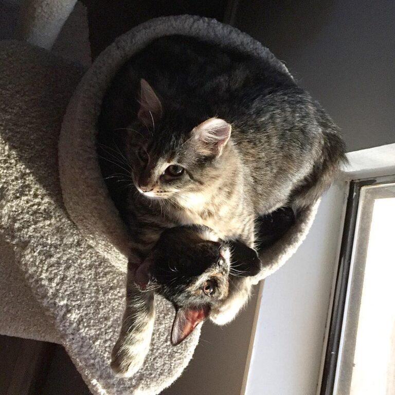 Hello! We are a pretzel~ . . . . . . #ねこ #ネコ #고양이