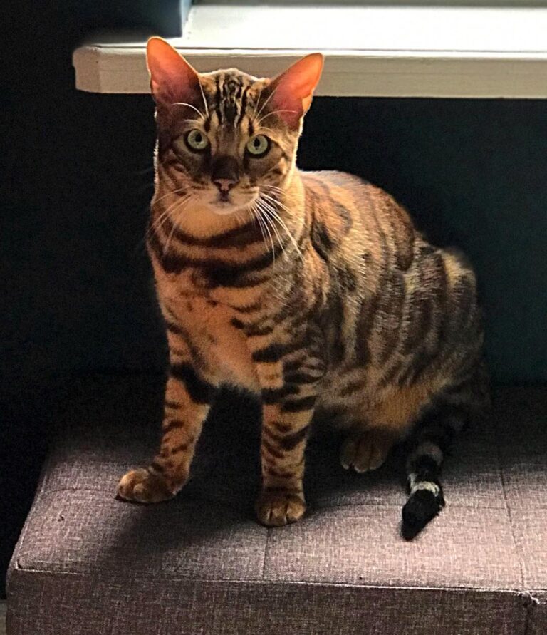 Ès_the_bengal 10 months old waiting to steal a fur hat that was just