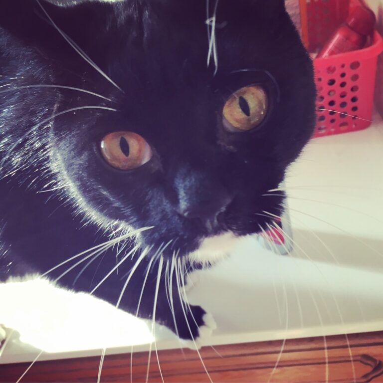 He’s our bathroom cat
