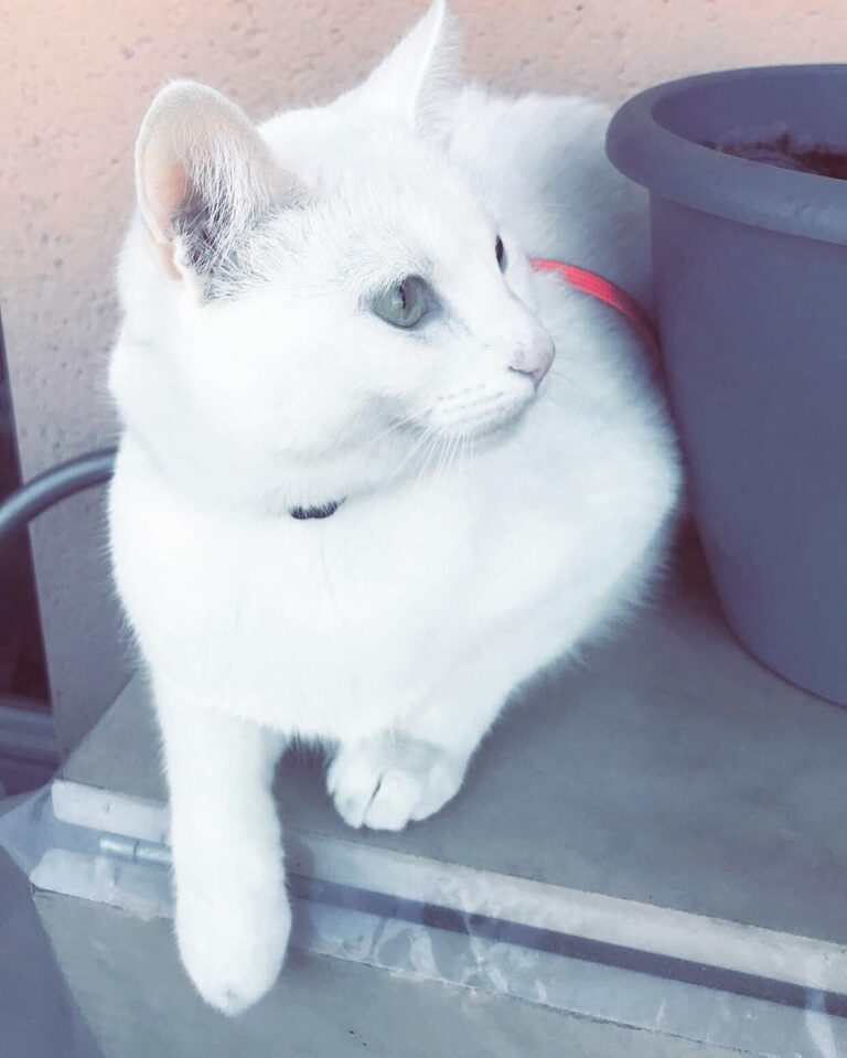 « Heureusement que le chat n’est pas aussi compliqué que l’humain. »