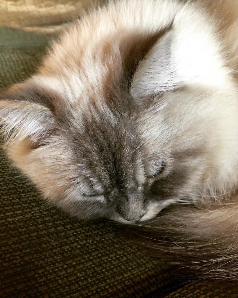Hey guys! How’s your Caturday going? #