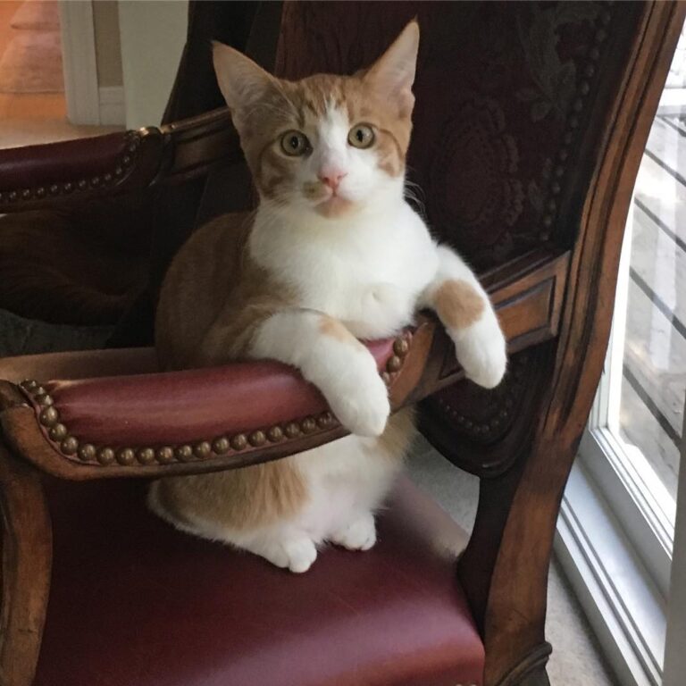Hi human mama why are you laughing so hard? don’t all kittens sit on