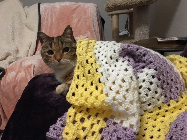 Hmmm the blanket is Millie-approved.