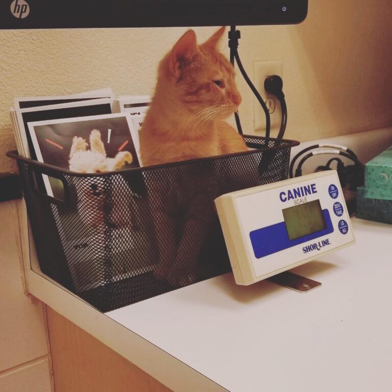 Howie at his first visit to the kitty doctor today!