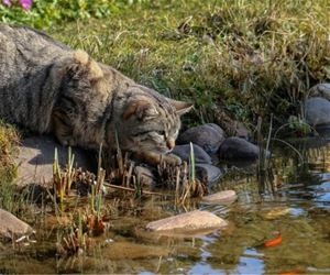 FunnyCatSite