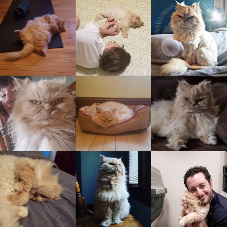 I caved and did a thing! It was a weird year… I contracted