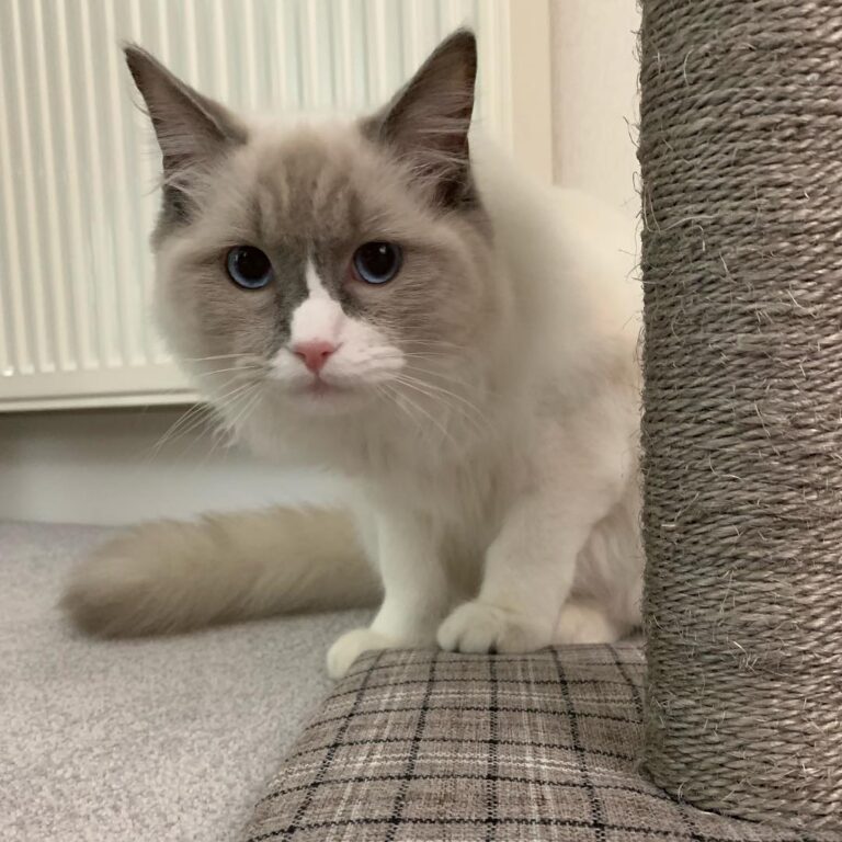 I don’t know who scratched up the carpet, I swear it wasn’t me . . .