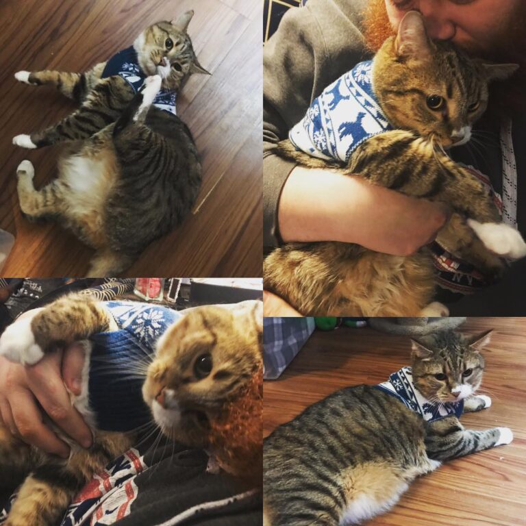 I have waited for God to bring a chonk into my family for many, many,