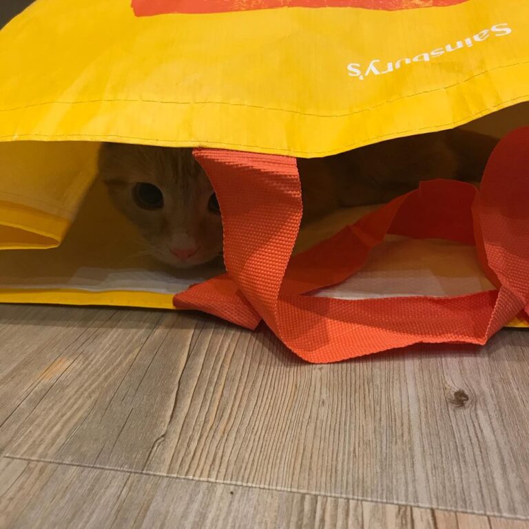 I love hiding and playing with mum’s shopping bags