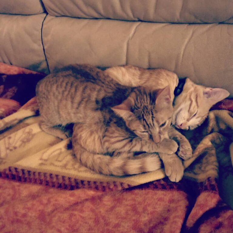 I love my big brother so much, he’s my favorite pillow! . . .