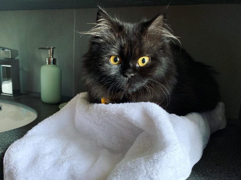 I love sleeping on Human’s towels. What else could she possibly need