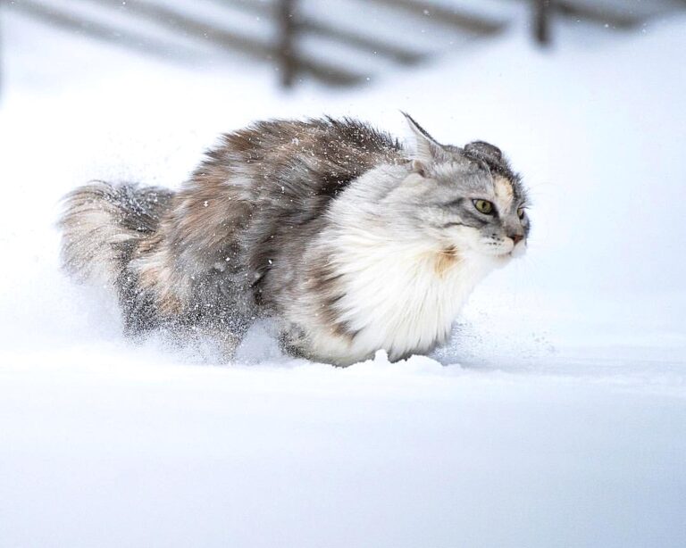 I ran twice today, first i ran out of treats, then I ran to get some