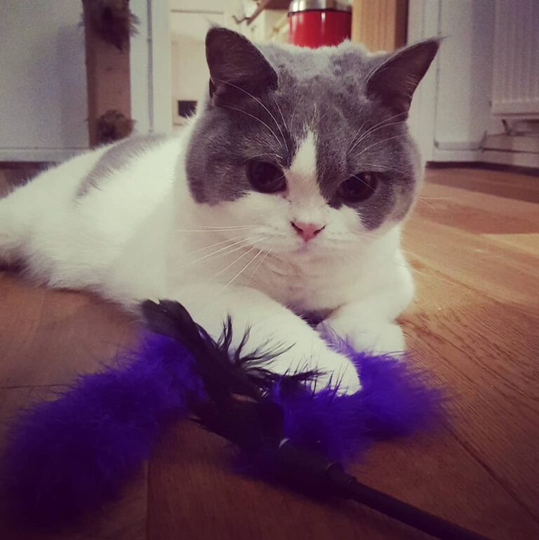I think this might be my new favourite toy!