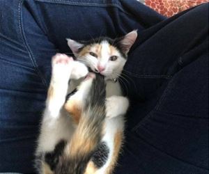 FunnyCatSite