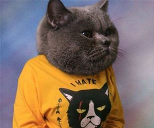 FunnyCatSite