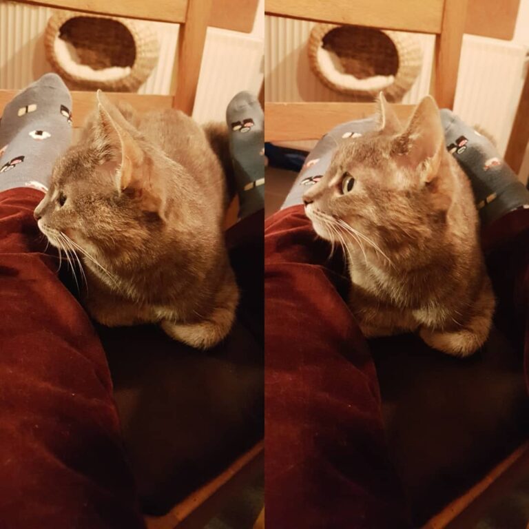 Ich glaube, mein kleines Katzenmädchen ist ein bisschen erkältet. Sie