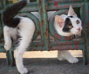 FunnyCatSite