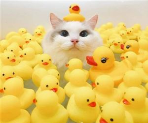 FunnyCatSite