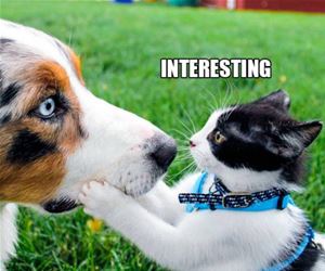 FunnyCatSite