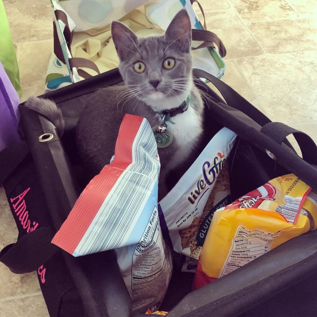 Is that kitty gluten free? .. .. ..