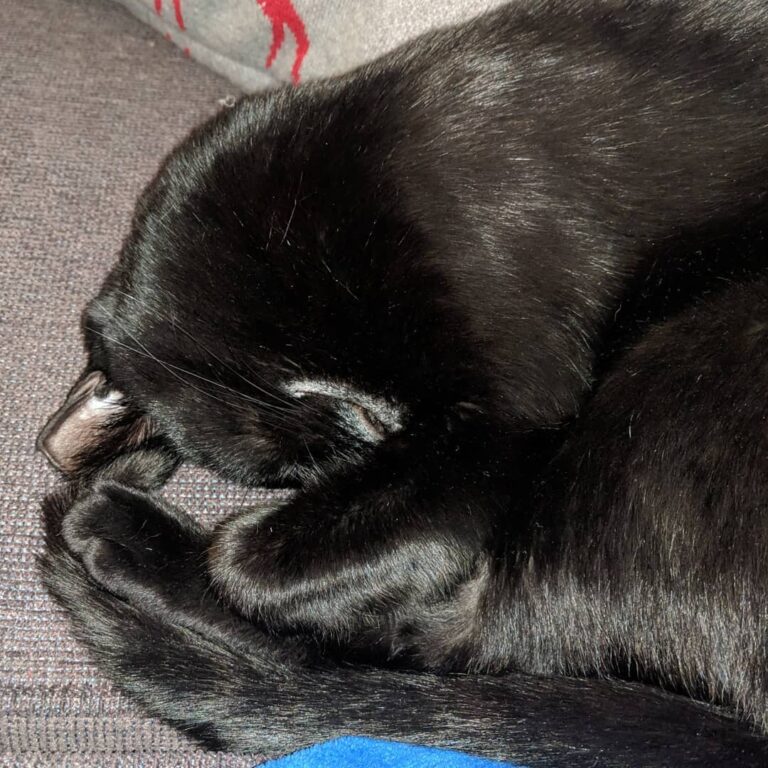 It’s a sleep on your face kind of day . . . . . .
