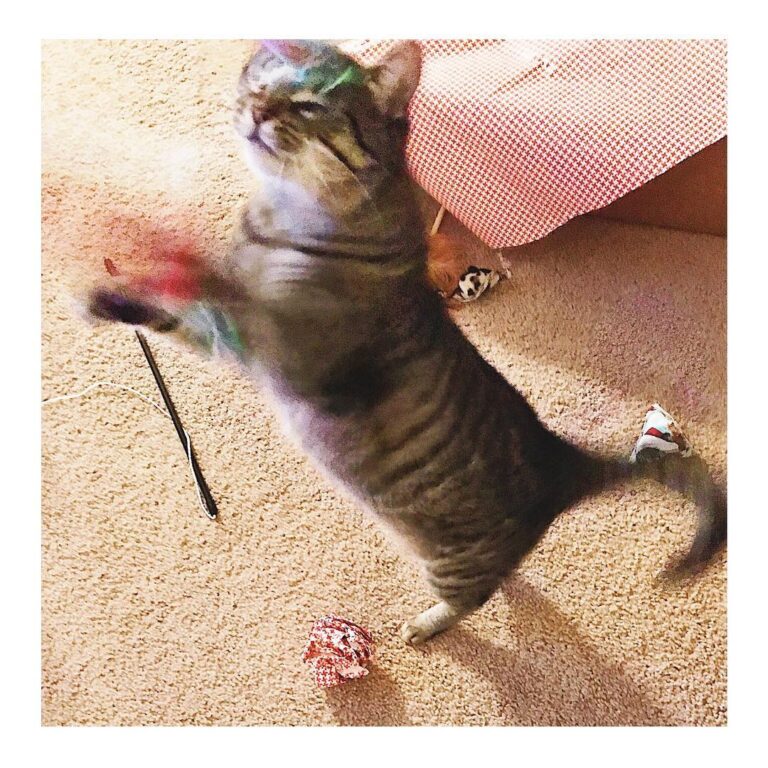 . It’s the first Caturday of 2019, and Gigi is all smiles . . . #猫