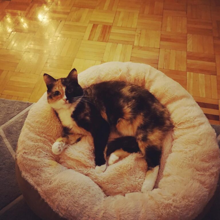 I’ve finally started using my really fluffy bed, after months of