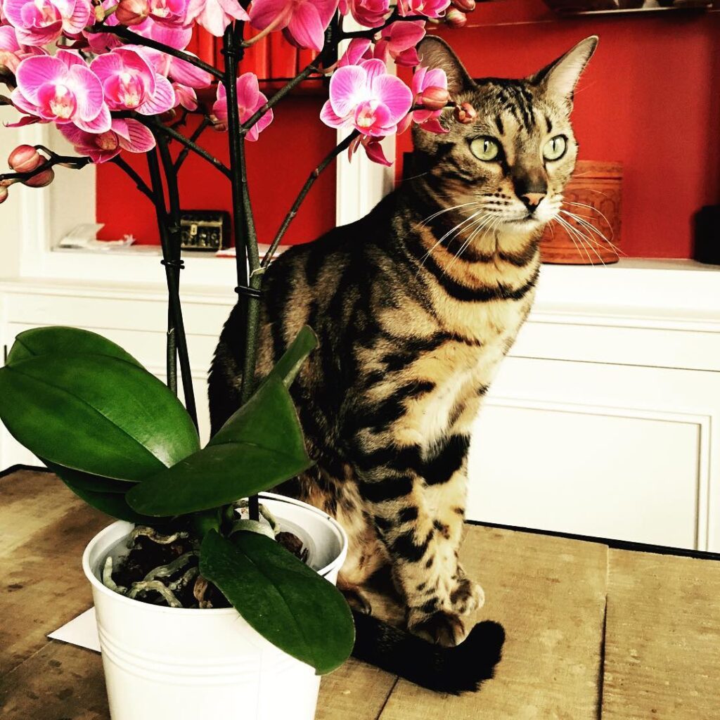 Jaeggy & the orchid