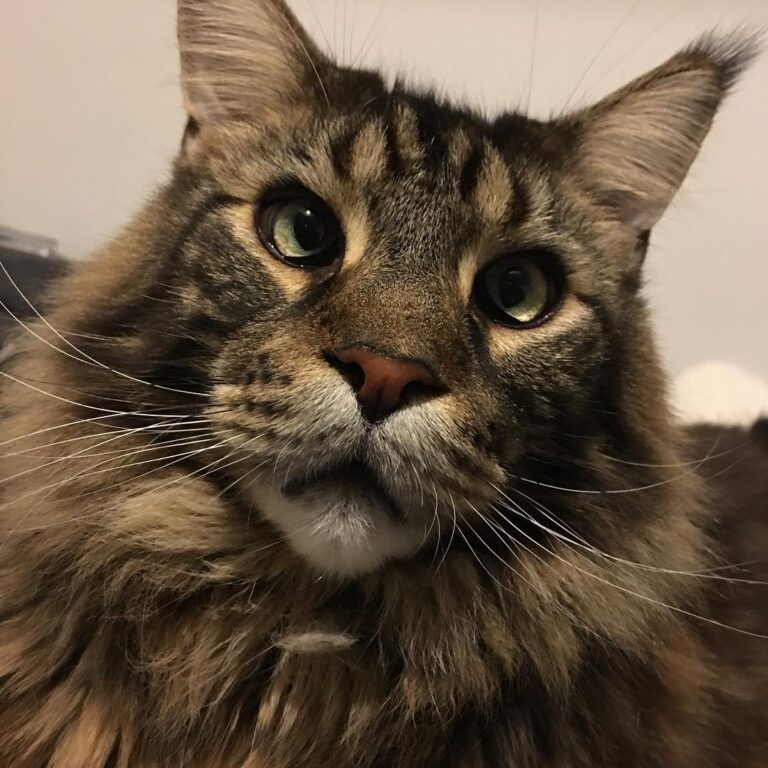 Cute Cat Moment