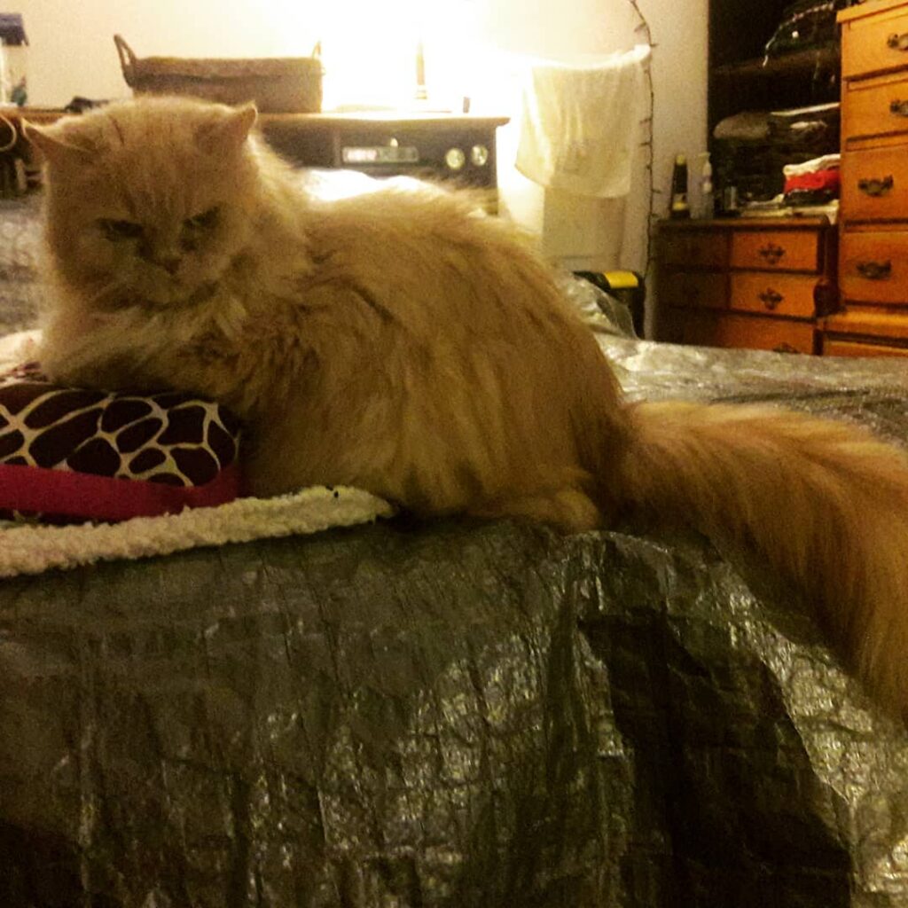 Judging.