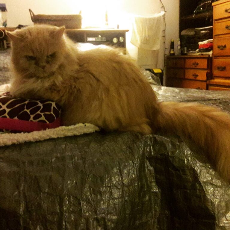Judging.