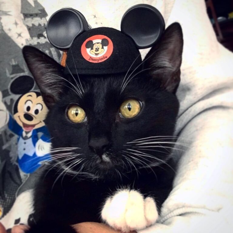 Just call me Meeko Mouse!