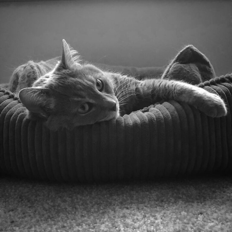 Lazy day, so just here spilling out of her bed.
