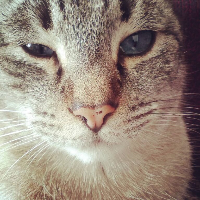Le estoy cantanto “your pale blue eyes…” y ya está harto de mi.