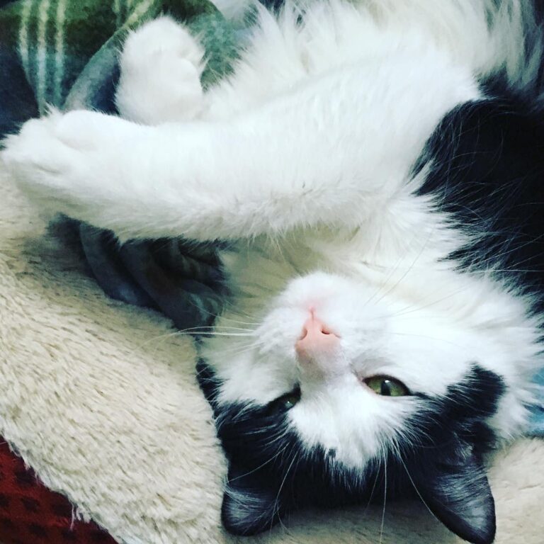 Le plus beau