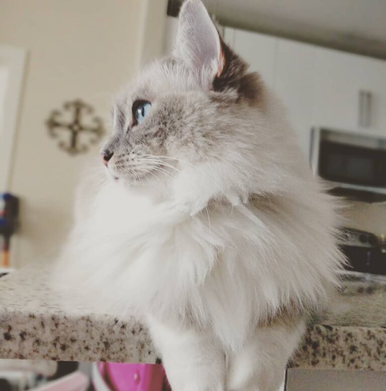Leia: Saturday is Caturday! . . . . We are Rocky and Leia, two .