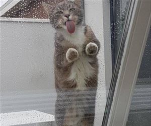FunnyCatSite