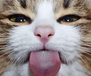 FunnyCatSite