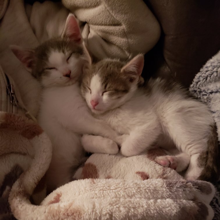 Like and Bo cuddle buddies for life • • •