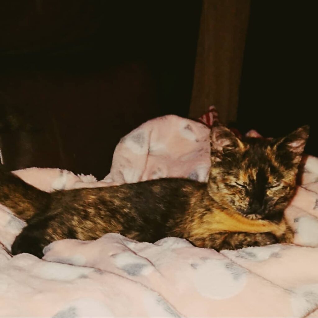 Little miss Autumn having a snooze on my house coat