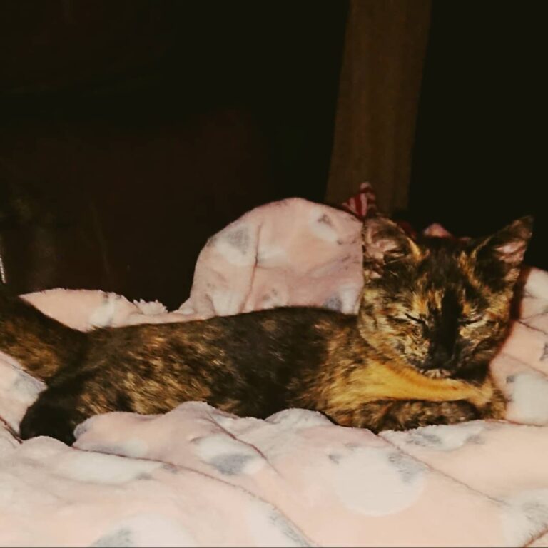 Little miss Autumn having a snooze on my house coat