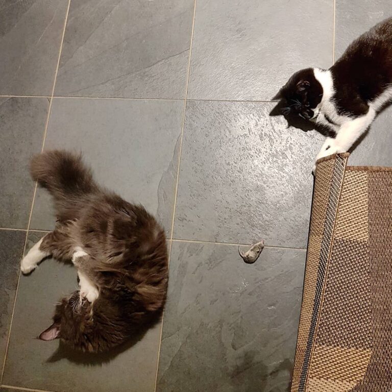 Luca caught her first mouse yesterday and took it into our office.