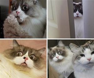 FunnyCatSite